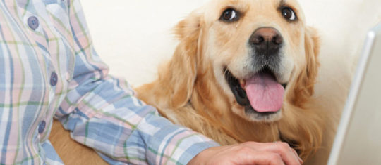 assurances pour chien
