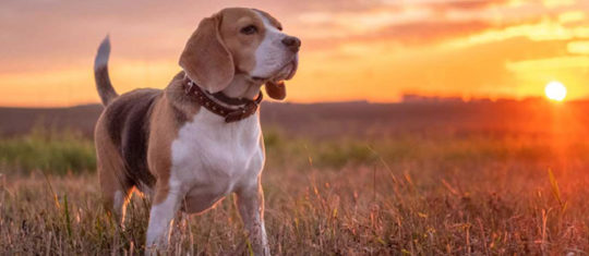 Chiens de 2ème catégorie