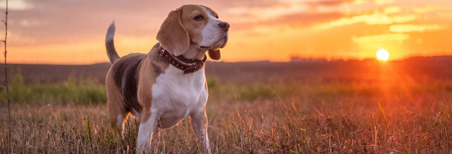 Chiens de 2ème catégorie